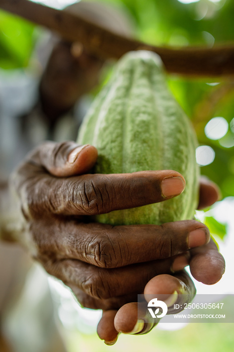 Cultivo de Cacao den Tibú Santander_Colombia