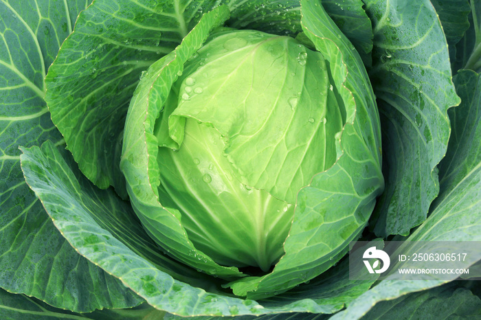 Top view of fresh organic cabbage growing in the vegetable garden.