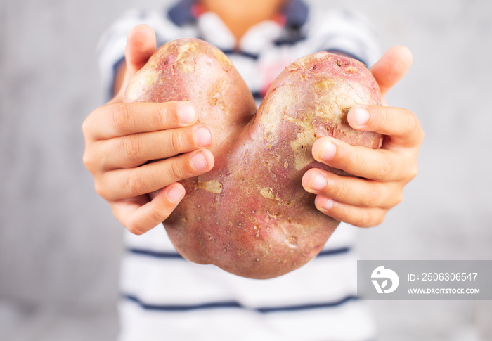 Boy holds ugly potato in the heart shape on a gray background. Funny, unnormal vegetable or food was