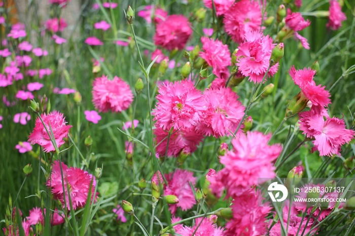 Dianthus plumarius。花园里的粉红色浮萍