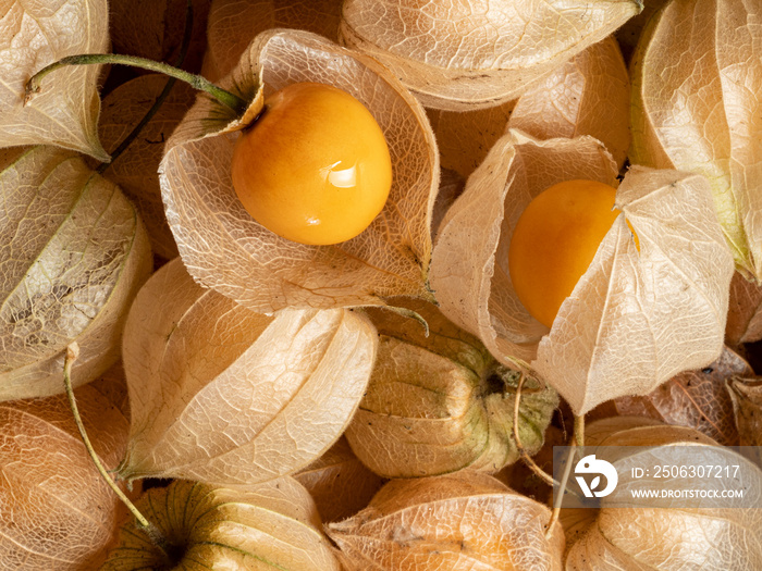 Physalis peruviana。细节中的角果