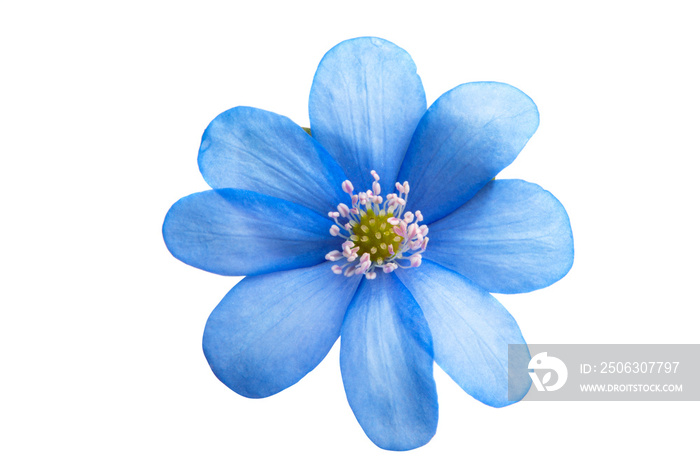 Nobilis Hepatica-分离的第一朵春天的花