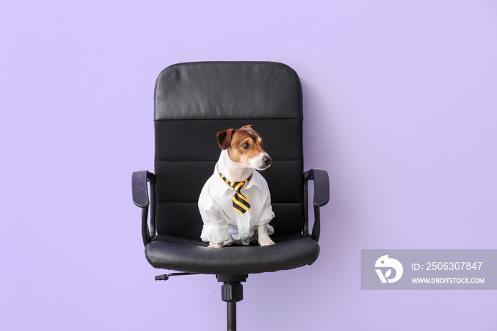 商务狗坐在彩色背景下的办公椅上