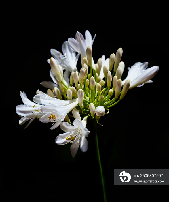 Beautiful Agapanthus blooming white flower