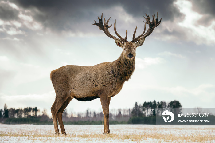 Male deer with big beautiful horns during winter on the field