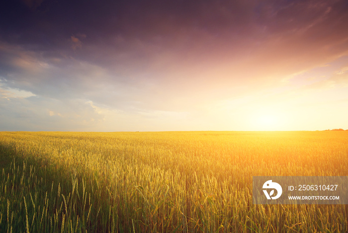 Golden Field and Beautiful Sunset