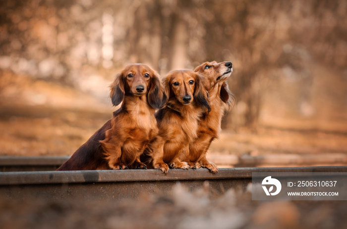 red-haired dachshund long-haired beautiful autumn portrait walk in the park yellow leaves