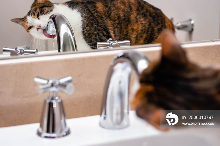 three colored cat drinks water from the peak cordoba argentina