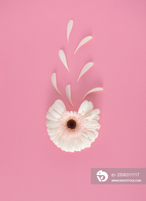 白色花朵的创意构图，粉红色背景上有花瓣。Flowerscape平躺。