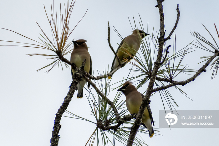 南卡罗来纳州希尔顿黑德岛的Cedar Waxwings