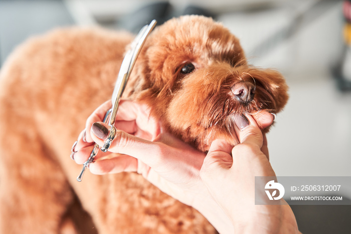 Model haircut of a dogs hair with special scissors