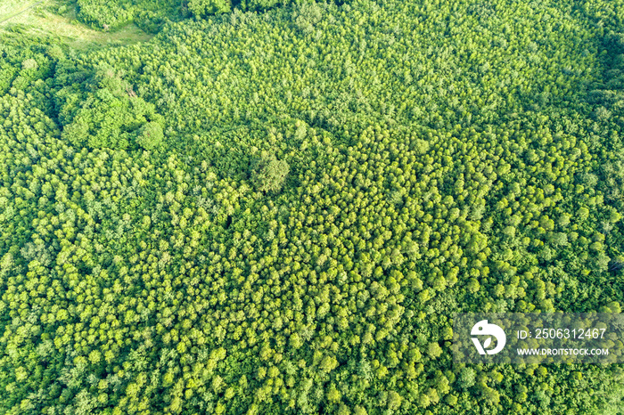 Top down aerial view of green summer forest with many fresh trees.