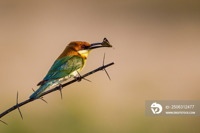 Chestnut-headed bee-eater sitting on a branch with an insect in its mouth in Yala, Sri Lanka