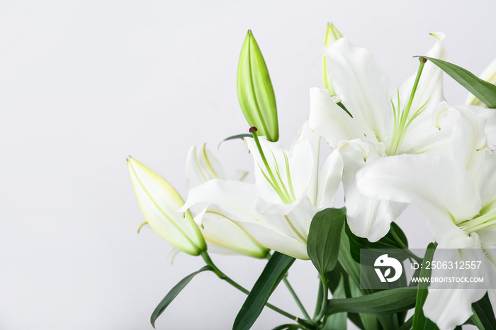 Beautiful lily flowers on light background, closeup