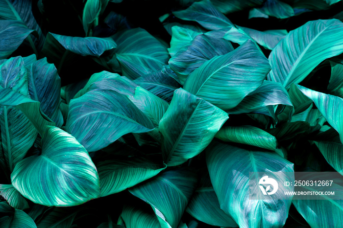 leaves of Spathiphyllum cannifolium, abstract green texture, nature background, tropical leaf