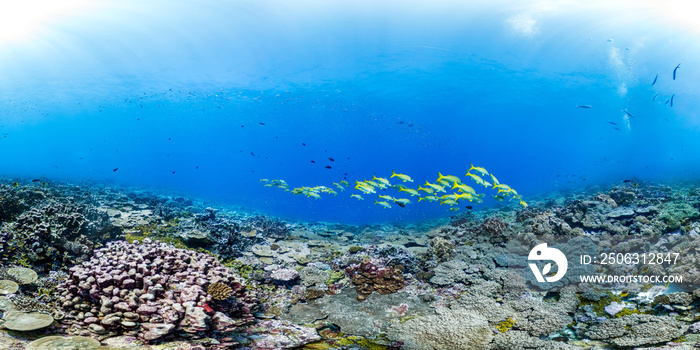 Healthy coral reef and school of fish in Palmyra panorama