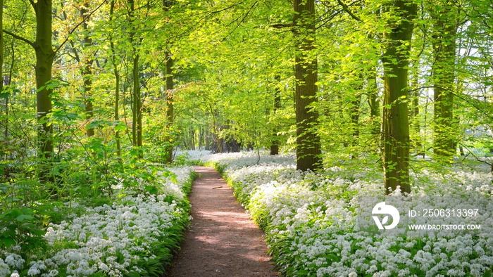 Pathway through the forest with blooming wild garlic (Allium ursinum). Stochemhoeve, Leiden, the Net