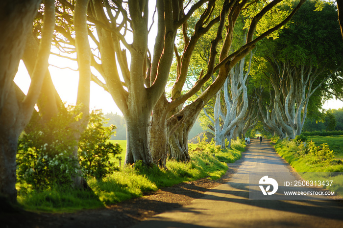 The Dark Hedges，安特里姆县Bregagh路沿线的一条山毛榉大道。旅游景点i