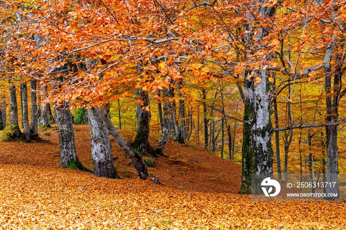 Stone bank against colorful trees growing on hills in autumn