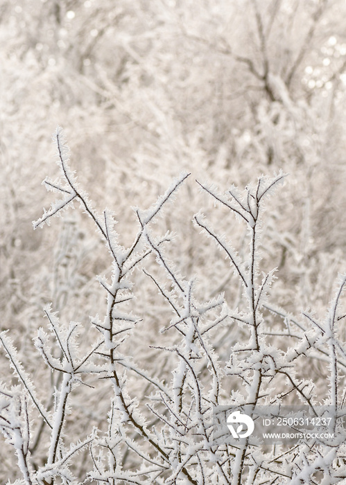 寒冷的早晨，白霜中的树枝，美丽的冬季景观。白雪模糊的背景