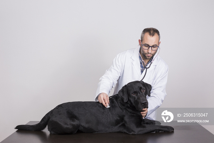 一名年轻的兽医男子用听诊器检查一只漂亮的黑色拉布拉多犬，在wh上隔离