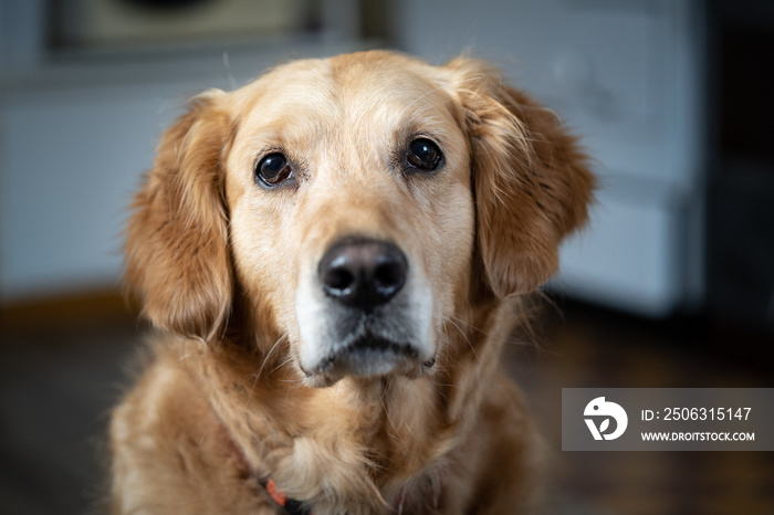 portrait of golden retriever dog