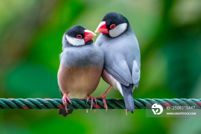 The Java sparrow also known as Java finch, Java rice sparrow or Lonchura oryzivora