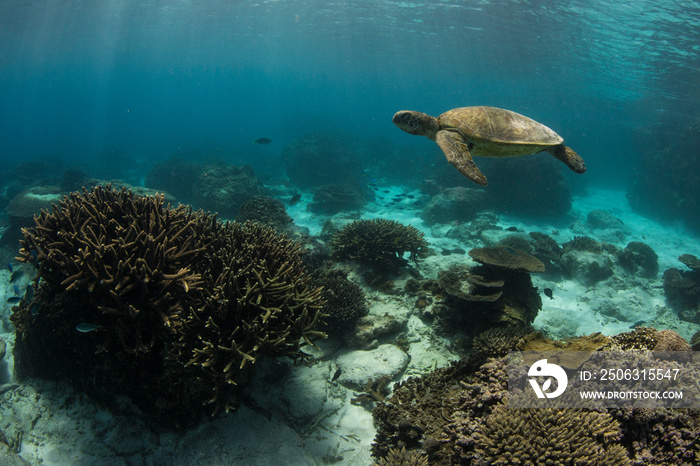 Sea turtle swimby on reef