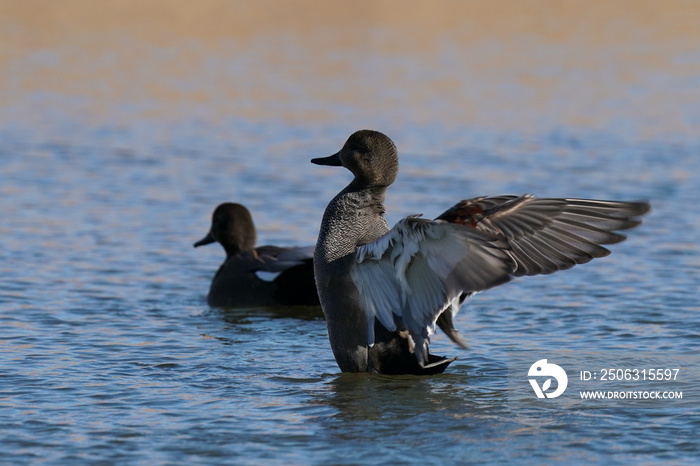 gadwall in the pond