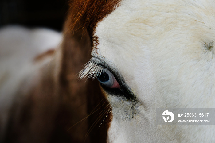 Red roan bald face quarter horse foal with blue eye close up, beautiful young equine detail.