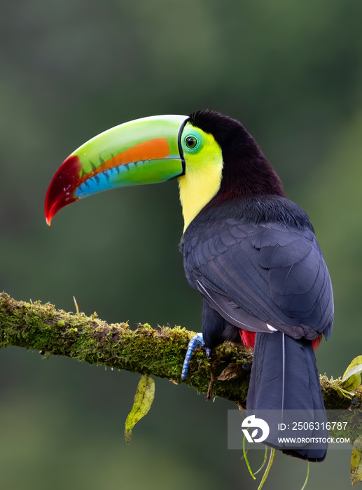 栖息在Bo热带雨林长满苔藓的树枝上的龙嘴巨嘴鸟（Ramphastos sulfuratus）