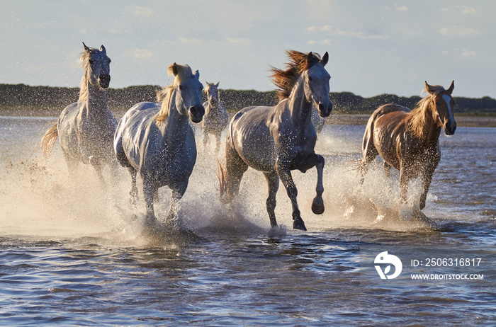 Wild white horses are running in the water .Sunset in Camargue , France 