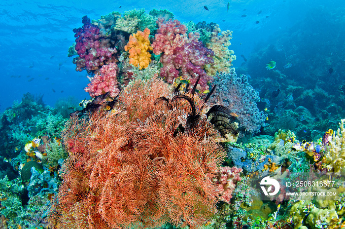 Black crinoid on colorful coral