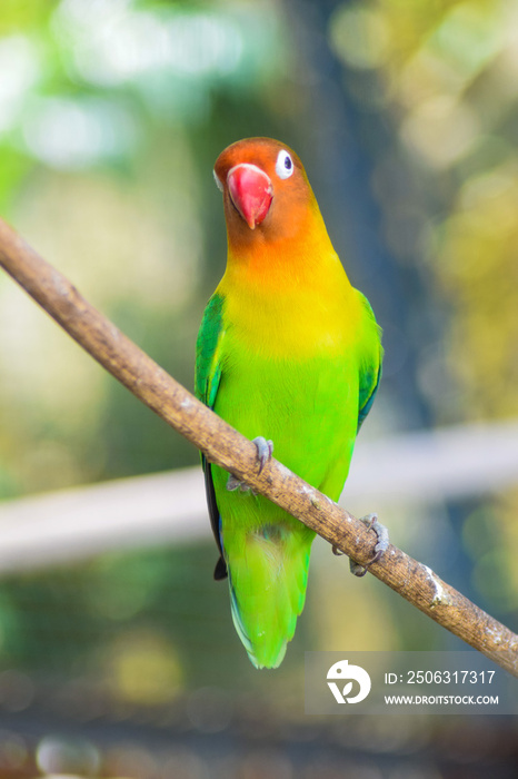 fischeri lovebird parrot on branch of tree