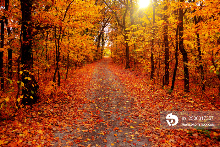 Autumn landscape forest. Yellow trees and road with sun