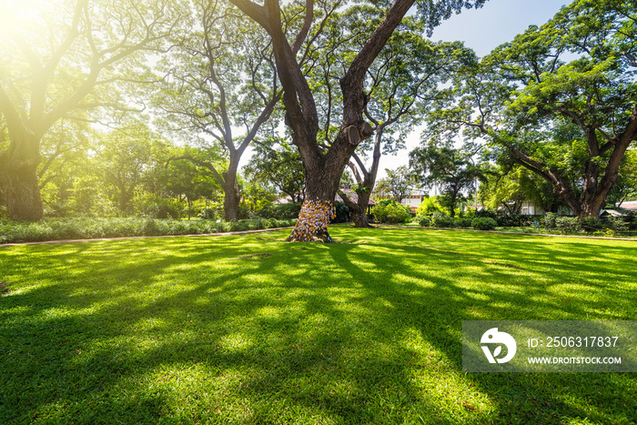 Old and giant big tree on a green field with sunlight afternoon.Thailand.