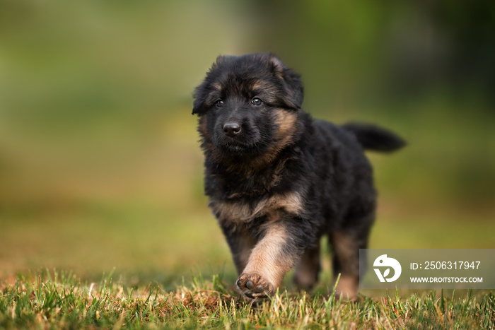 可爱的德国牧羊犬在夏天散步