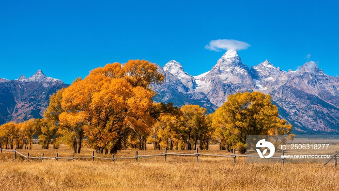 A beautiful autumn landscape scene in Jackson Hole, Wyoming, displaying vibrant fall foliage and the