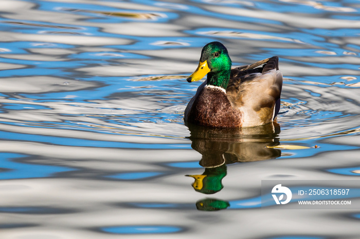 Colorful Male Drake Mallard Swims Through Beautiful Dappled Water