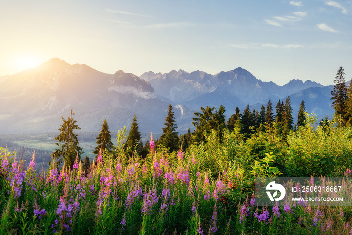 Wild flowers at sunset in the mountains. Poland. Zakopane