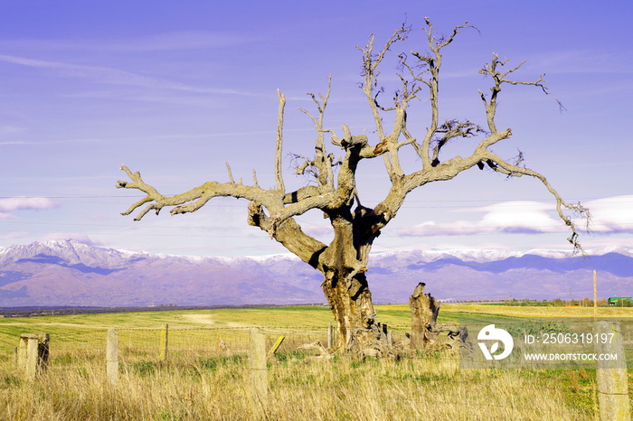 冬天的树，背景是Sierra de Gredos，西班牙阿维拉，