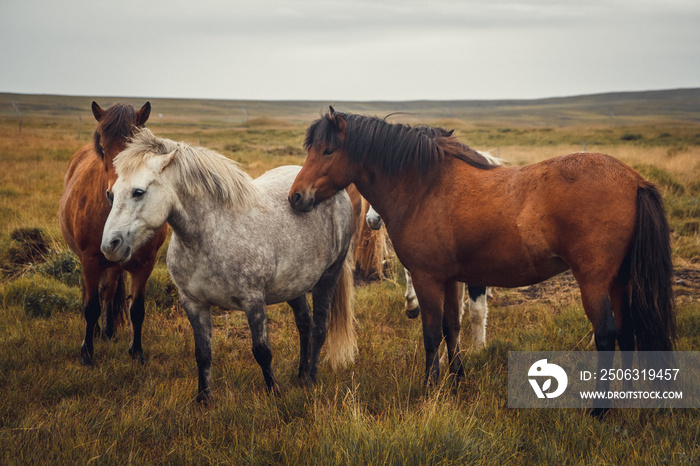 Icelandic horses in the field of scenic nature landscape of Iceland. Place for text or advertising