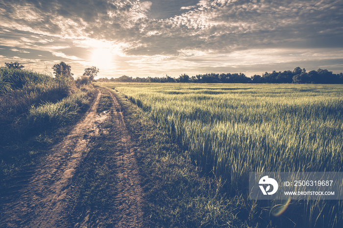 Road Field and Sunset