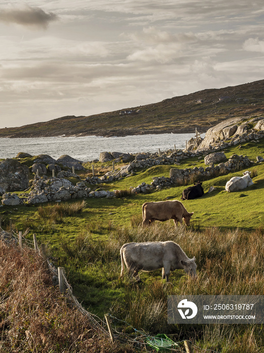 爱尔兰西海岸大西洋边的田野里的牛群。