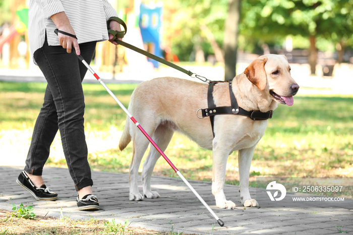 导盲犬在公园里帮助盲人妇女