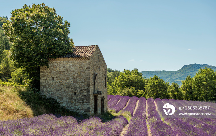 Champ de lavande en Drôme provençale à Sainte-Jalle, France