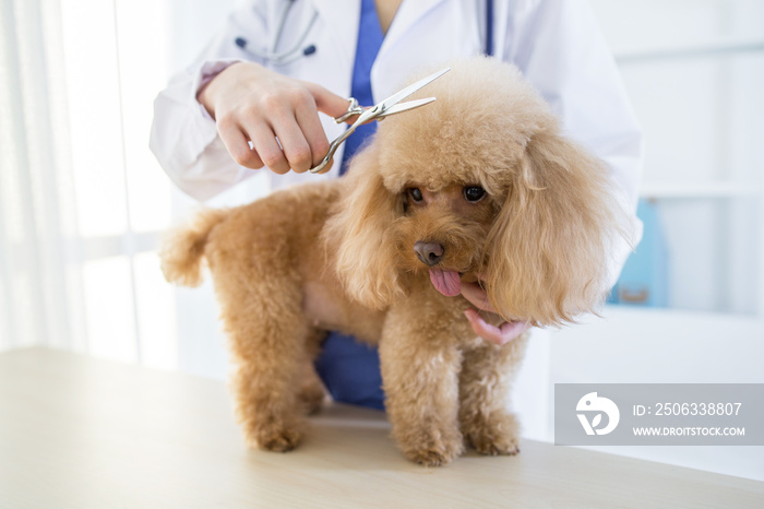 LWTWL0020617 Young veterinarian examining dog in clinic