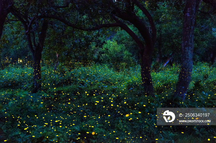 Firefly flying in the forest. Fireflies in the bush at night in Prachinburi Thailand. Long exposure 