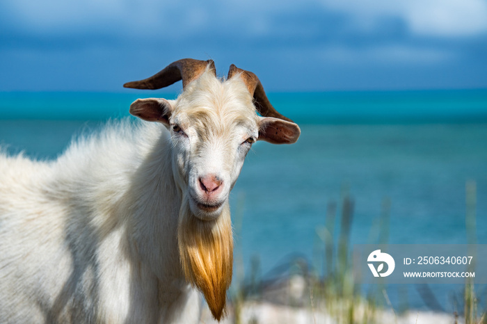 barbed goat on the beach