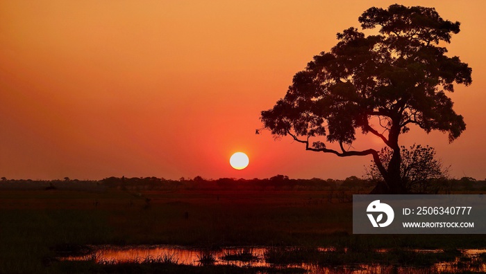 博茨瓦纳奥卡万戈三角洲的非洲日落。